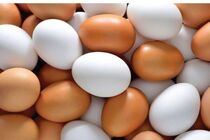 تخم مرغ شانه ای 15 هزار و 600 تومان شد