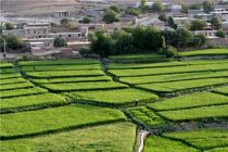 بیش از 4 تن برنج سفید در سیروان برداشت می شود