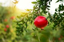 برداشت یاقوت های سرخ بیضا ادامه دارد/پیش بینی تولید بیش از ۶ هزار تن محصول