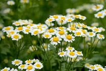 پیش بینی برداشت 300 تن بابونه از مزارع استان اصفهان