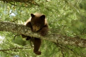 بالا رفتن توله خرس قهوه‌ای از درخت در جنگل‌های سیاهکل + فیلم