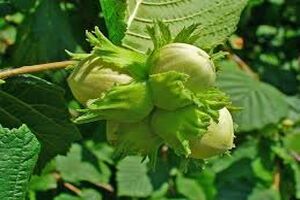 تولید سالانه 290 تن فندق در نور