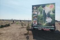۲۵ میلیون نهال در قالب پویش "سرو ایران"همزمان با هفته منابع طبیعی توزیع شد