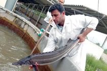 حفظ نام ایران در تجارت «خاویار»