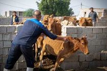 فاز زمستانه واکسیناسیون رایگان بیماری لمپی‌اسکین در شوشتر آغاز شد
