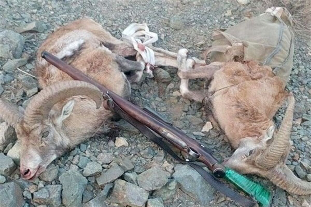 کشف بز وحشی