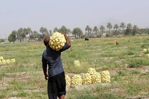 آغاز خرید تضمینی پیاز در جنوب کرمان