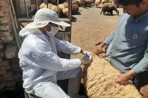 اجرای طرح سراسری واکسیناسیون رایگان تب برفکی در مازندران