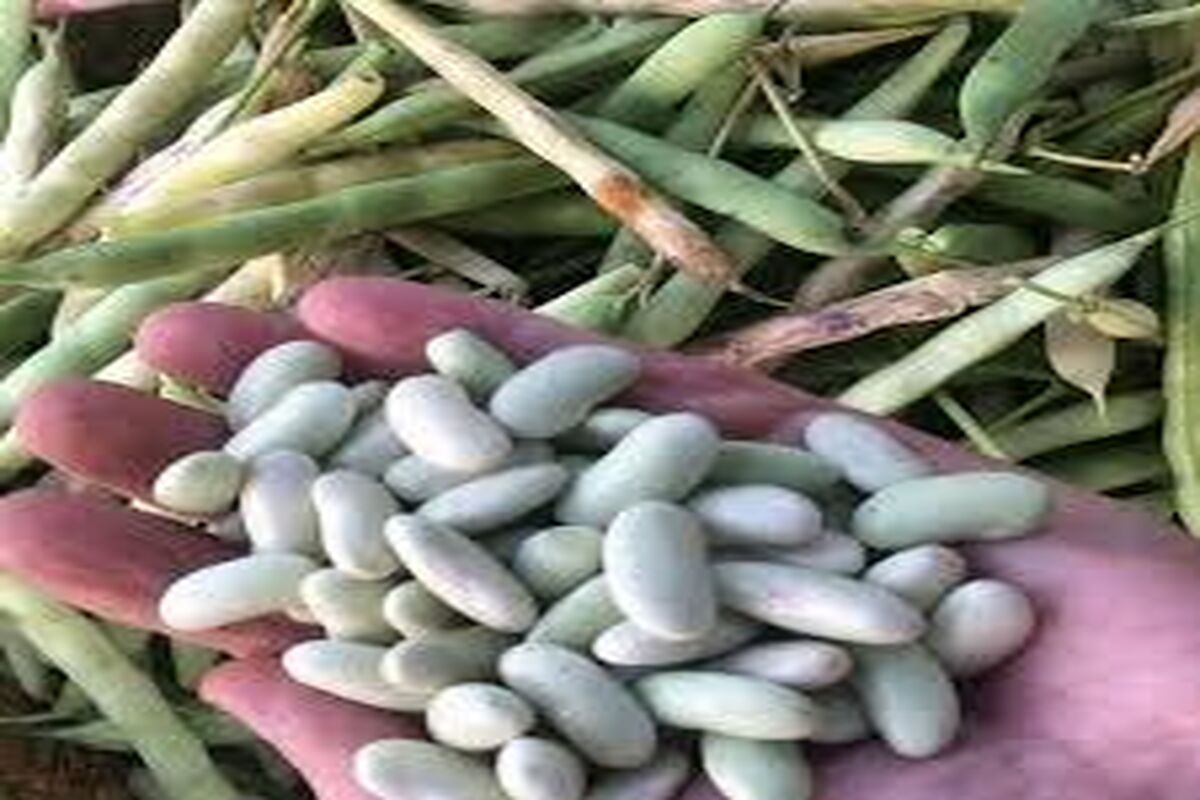 جهاد کشاورزی گیلان
