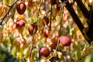 ۴۰ هزار هکتار باغات اصفهان دچار تنش آبی و خشکسالی هستند