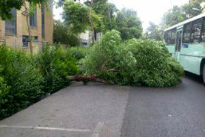 سقوط 40 اصله درخت بر اثر وزش باد شدید در اصفهان