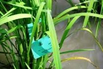 مبارزه بیولوژیک با ساقه خوار برنج در 1700 هکتار شالیزار بهشهر