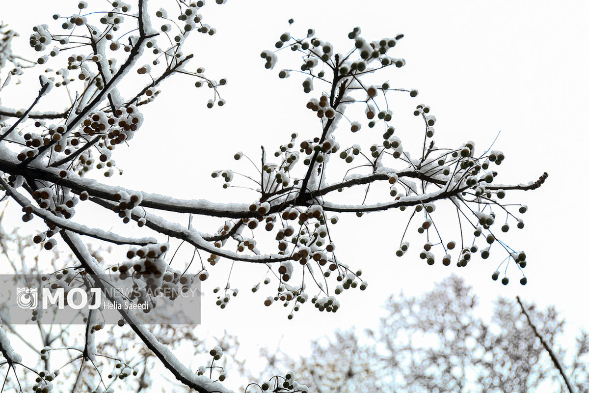 بارش برف در تهران
