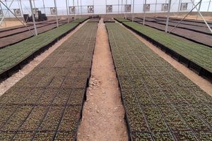 سند الگوی کشت در آینده تکمیل می شود