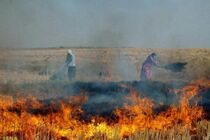 سوزاندن کاه و کلش ممنوع است و با متخلفان برخورد می‌شود