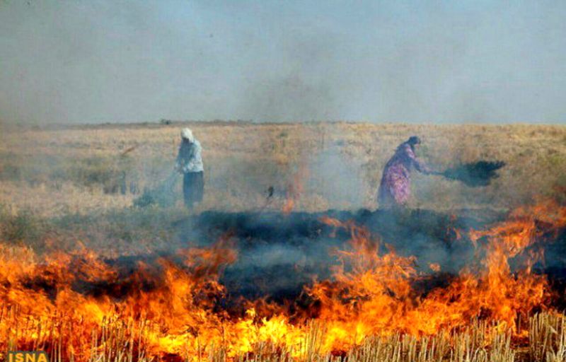 سوزاندن کاه و کلش ممنوع است و با متخلفان برخورد میشود