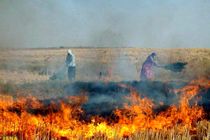 سوزاندن کاه و کلش ممنوع است و با متخلفان برخورد می‌شود
