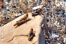 هجوم ملخ‌ها نسبت به گذشته کمتر شده/تاکنون هیچ آسیب جدی به باغات و مزارع  وارد نشده است