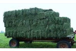 کشت علوفه در 7000 هکتار مزارع آمل