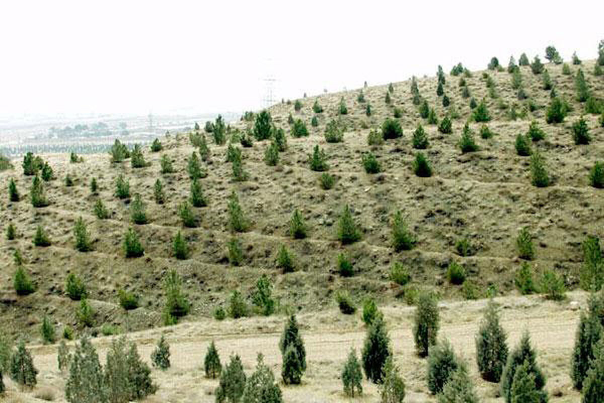 ۱۰۰۰ هکتار طرح جنگل