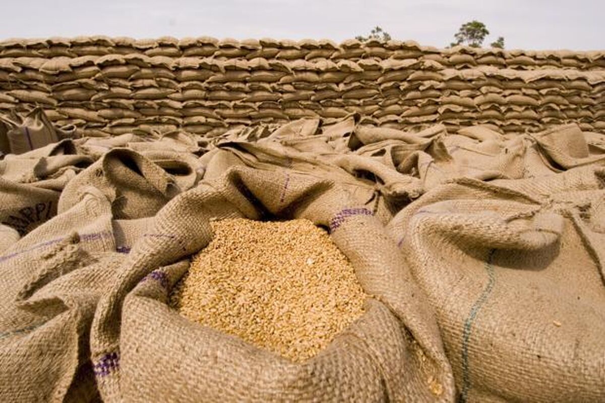 خرید تضمینی گندم در تایباد