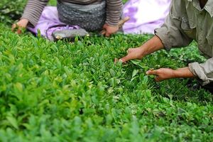 چای امسال صادرات ۱۷ میلیون دلاری را تجربه کرد
