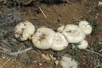 هیچ نوع گزارشی از مسمومیت قارچ در خوزستان ارائه نشد