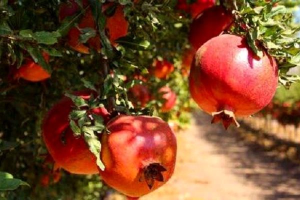 پایان توقف صادرات انار با وعده‌های جدید