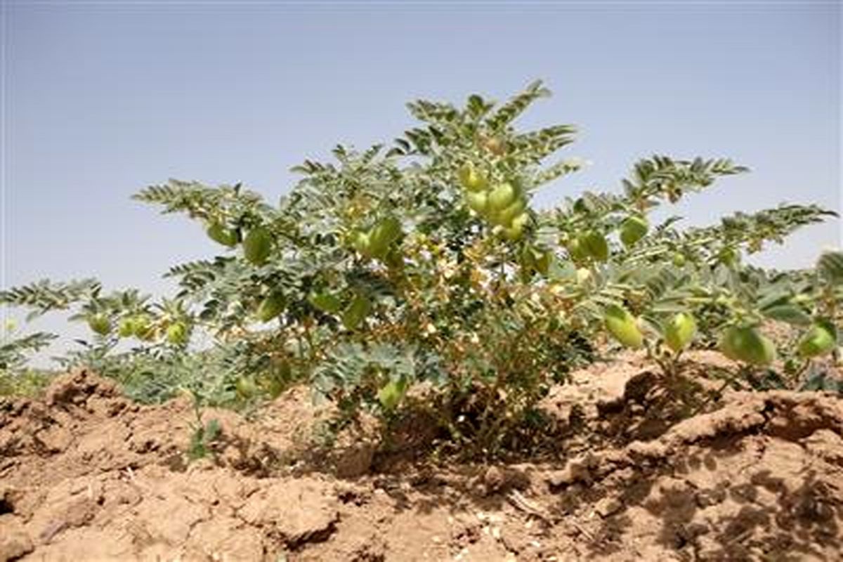 نخود از اراضی کرمانشاه