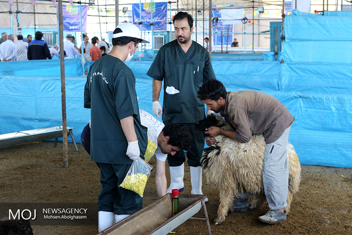 بازار عرضه بهداشتی دام در تهران