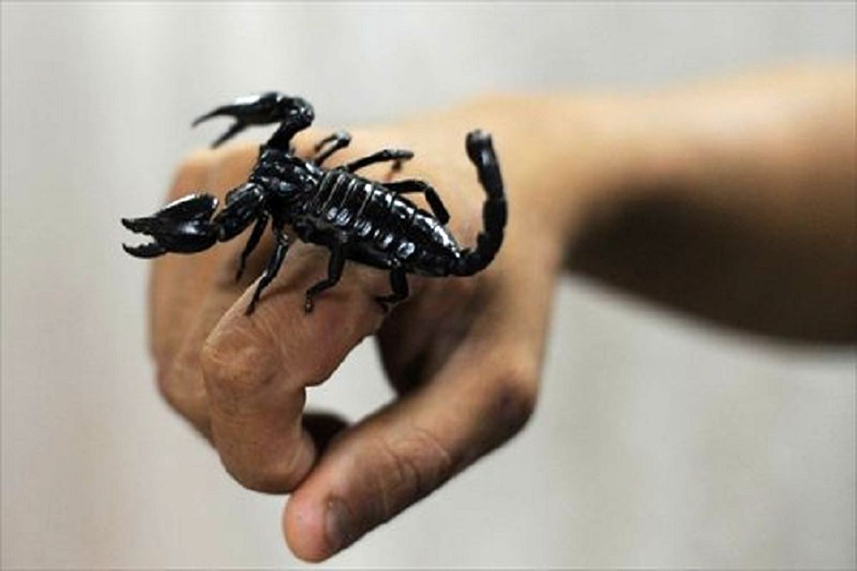 اصفهان- متخلف شکار عقرب