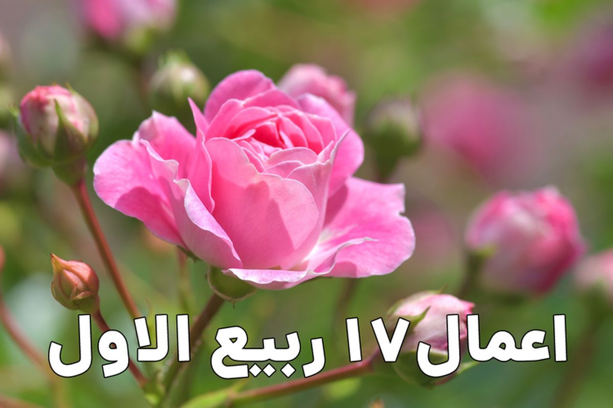 ربیع الاول+خبرگزاری موج