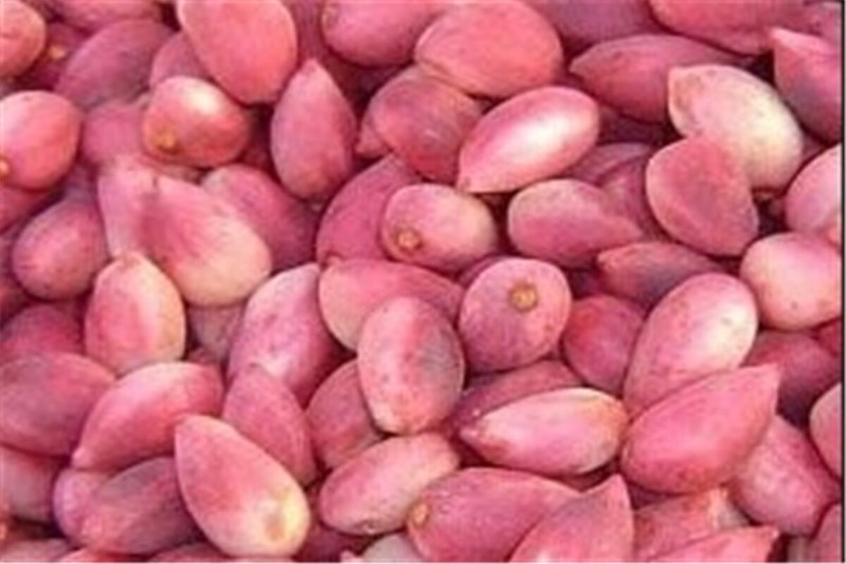 پسته