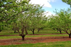 فارس؛ در صدر تولید کنندگان بادام کشور/ تولید سالانه ۲۷ هزار تن بادام در استان 