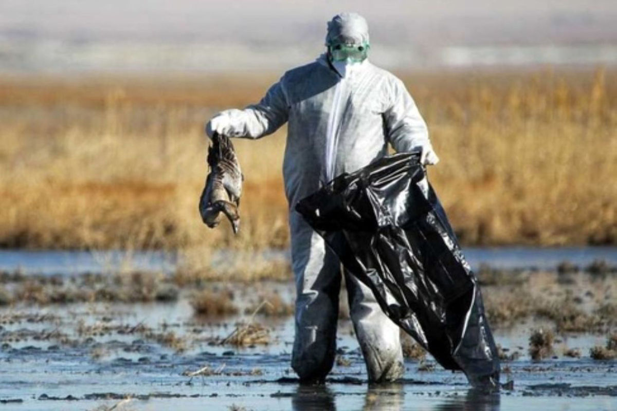 مرگ در میانکاله