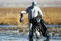 مرگ در میانکاله راز یک فاجعه زیست محیطی را برملا می کند