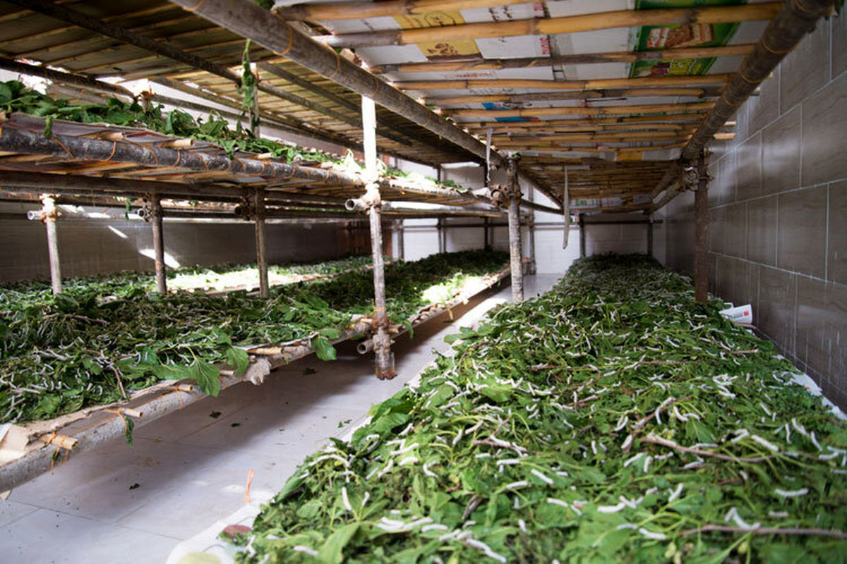 نوغانداری در مشهد