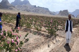 افزایش دو برابری سطح زیر کشت گل محمدی در شهرستان خاش