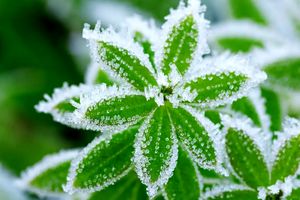 کاهش دما و یخ زدگی سطح زمین در خوزستان پیش بینی می شود 