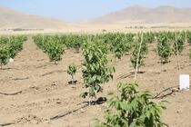اردبیل موفق‌ترین مناطق کشاورزی کشور است 