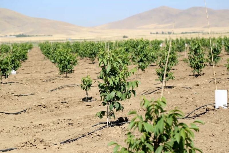 اردبیل موفقترین مناطق کشاورزی کشور است