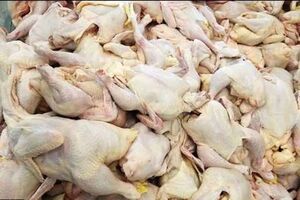 مرغ مازاد تولیدکنندگان خوزستان برای حفظ تعادل قیمت بازار خریداری شد