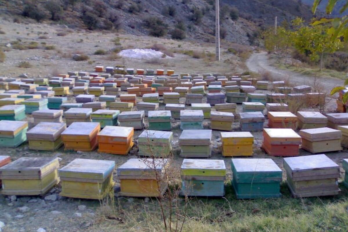 زنبورستان های گیلانغرب 