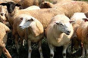 کشف 42 رأس احشام قاچاق در میناب 