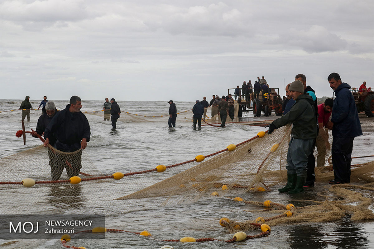 فصل صید ماهیان استخوانی دریای خزر