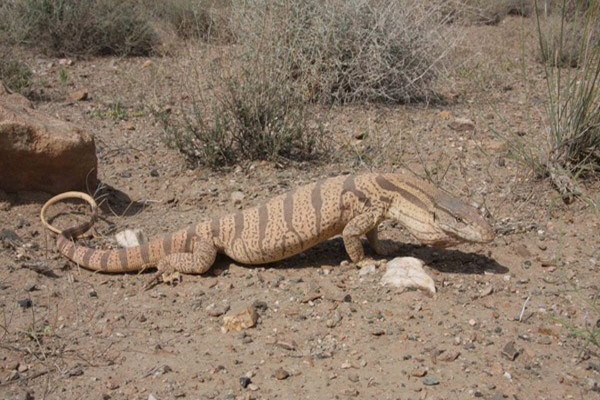 بزمجه بیابانی