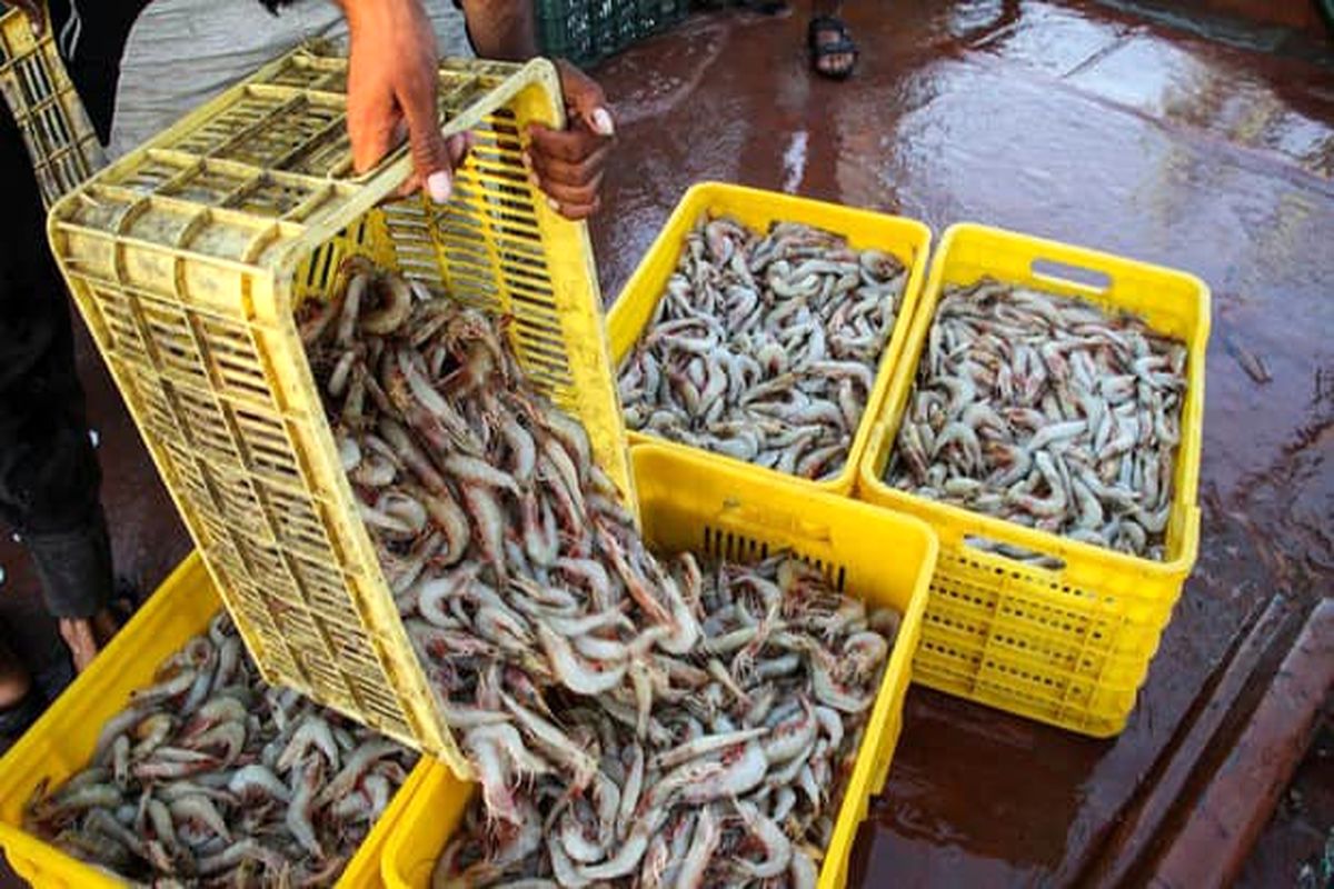 میگوی صید شده