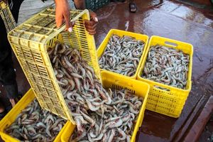 تولید میگوی پرورشی کشور جهش ۳۷ درصدی داشته است