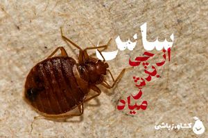 ساس از چی بدش می‌آید؟