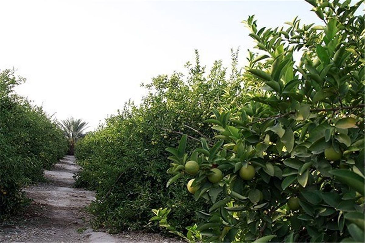 طرح تجمیع باغ ها